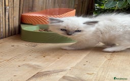 Ragdoll cats for sale: Ragdoll Kittens ready now* - Image 12