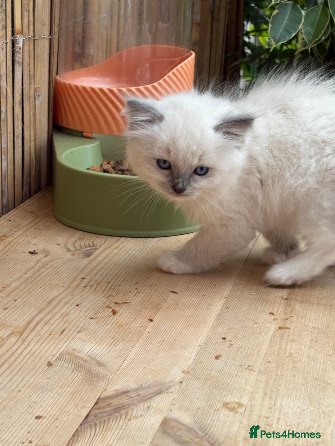 Ragdoll cats for sale: Ragdoll Kittens ready now* - Image 12