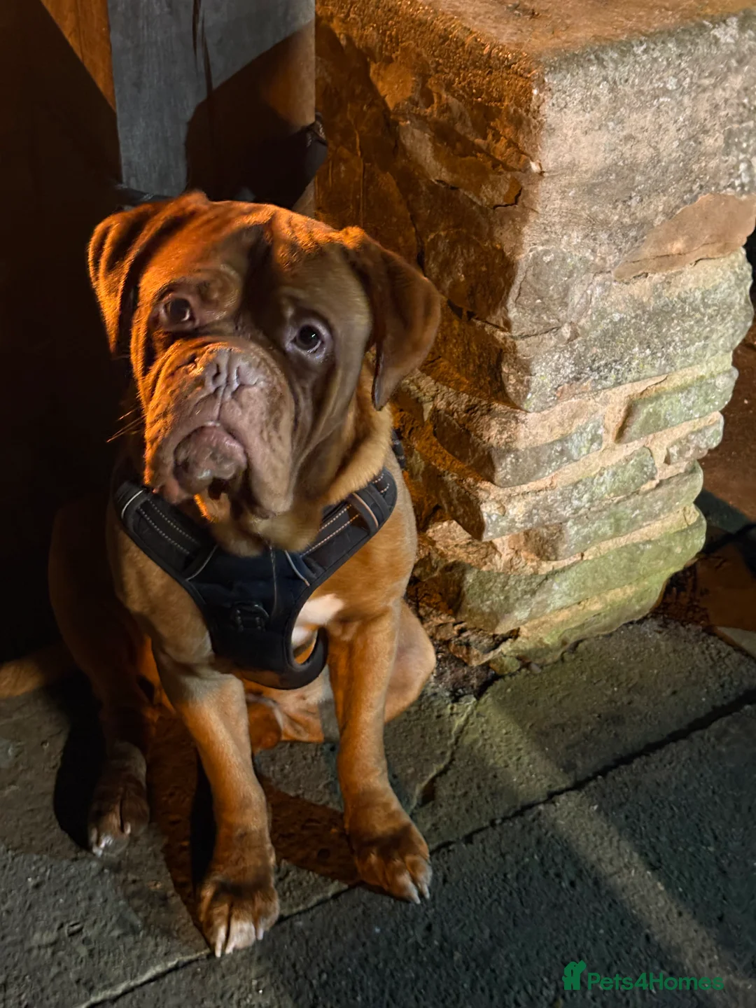 Dogue De Bordeaux dogs for sale: 4 year old male in Kingswinford - Advert 1