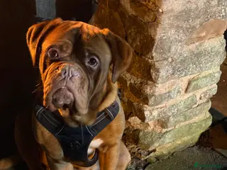 Dogue De Bordeaux dogs 4 year old male in Kingswinford - Advert 1