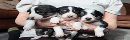 Border Collie dogs for sale: Border Collie Pups - Advert 6
