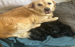 Mixed Breed dogs for sale: Beautiful Female Spangold For Sale - Image 6