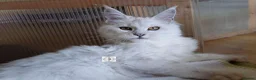 Maine Coon cats for sale: Import, spayed silver shaded girl ❤️ - Advert 2