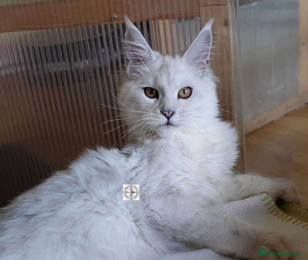 Maine Coon cats for sale: Import, spayed silver shaded girl ❤️ - Advert 2
