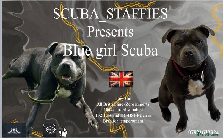 Staffordshire Bull Terrier dogs - Advert 1