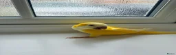 Cockatiels birds for sale: BEAUTIFUL YOUNG QUAKER / MONK PARROT BIRDS - Advert 8