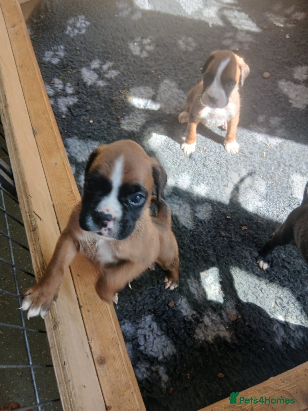 Boxer dogs for sale: Stunning kc registered boxer pups - Image 16