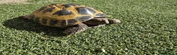 Tortoise reptiles for sale: Russian Tortoise + Enclosure in Nottingham - Advert 6