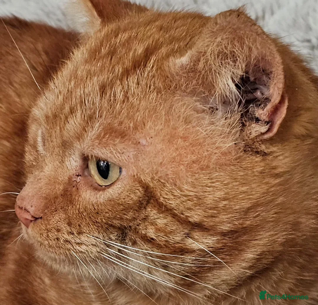 Mixed Breed cats for adoption: Handsome boy Ginger looking for forever home - Advert 4