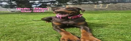 Dobermann dogs for sale: 🐾 Doberman Puppies – Waiting List Now Open 🐾 - Advert 11