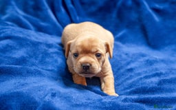 Mixed Breed dogs for sale: 🐶 Adorable F1 Frenchie x Cavapoo Pups 🐾 - Image 6