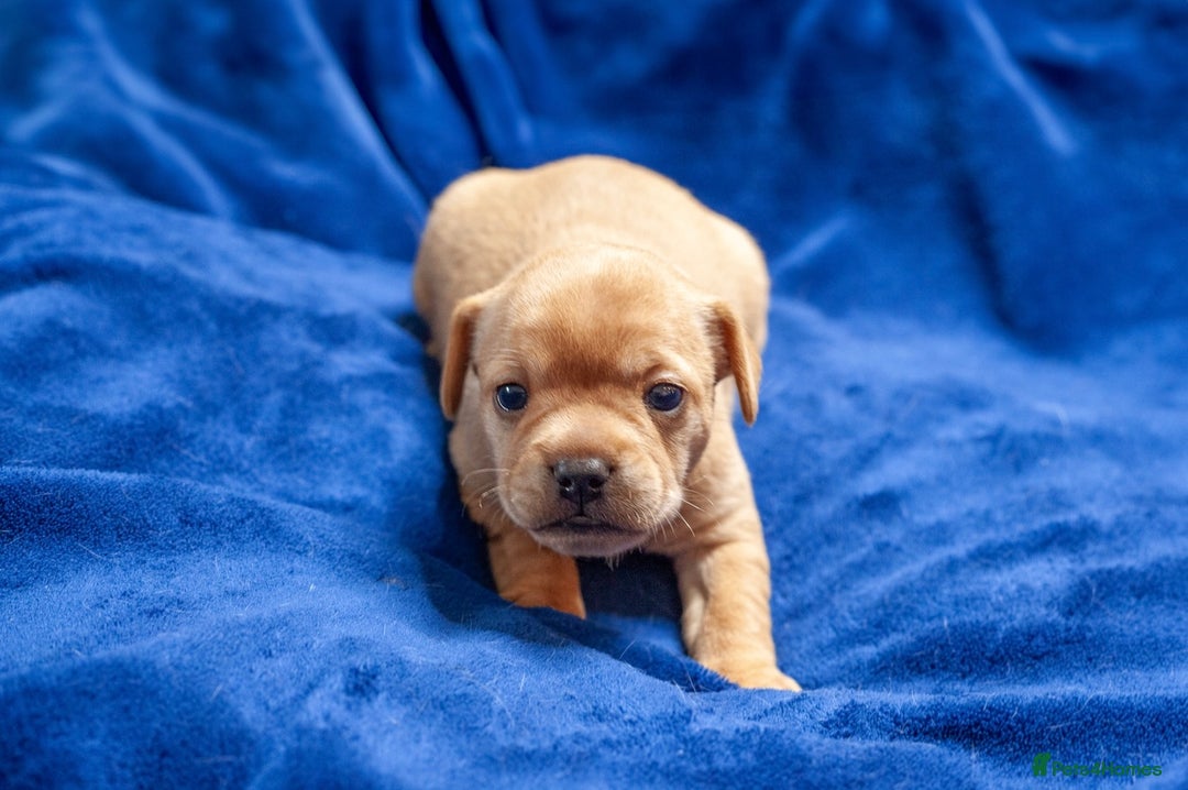 Mixed Breed dogs for sale: 🐶 Adorable F1 Frenchie x Cavapoo Pups 🐾 - Image 6