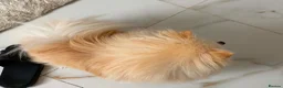 Pomeranian dogs for sale: Beautiful Pomeranian girls - Advert 7