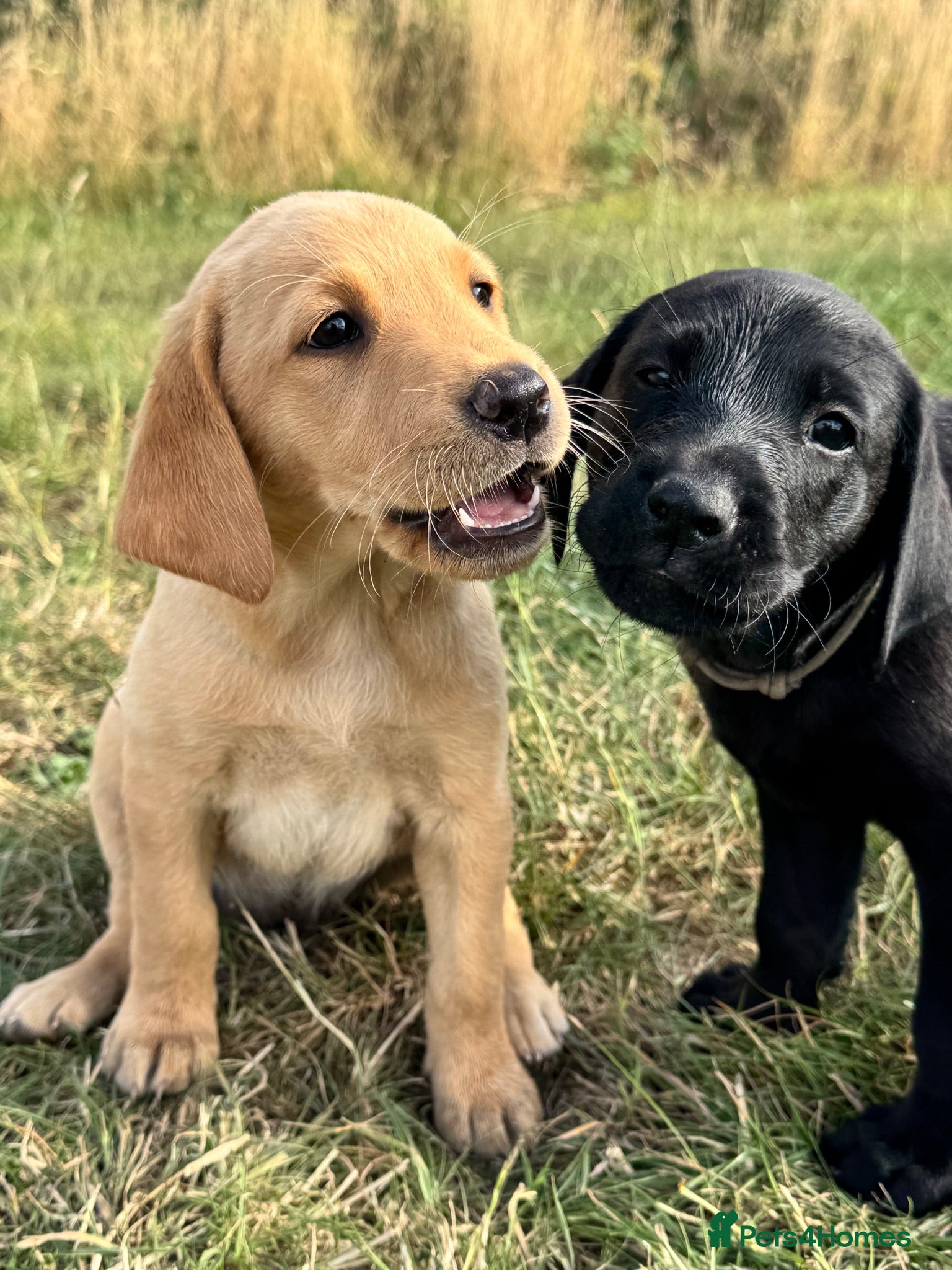 Labrador Retriever dogs Exceptional KC Labrador Puppies from Working Line  - Advert 1