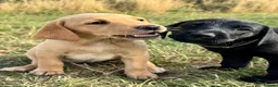 Labrador Retriever dogs for sale: Exceptional KC Labrador Puppies from Working Line  - Advert 1