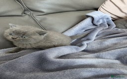 British Shorthair cats for sale: British blue shorthair kittens  - Image 5