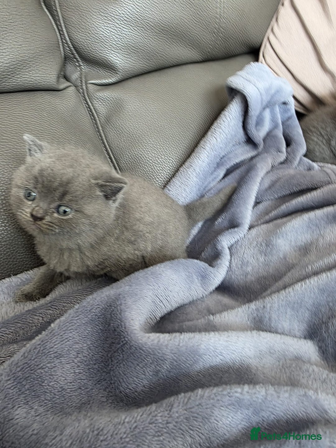 British Shorthair cats for sale: British blue shorthair kittens  - Image 5