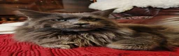 Maine Coon cats for sale: Blue maine coon kittens -DNA health tested parents - Advert 38