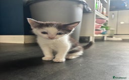 Mixed Breed cats for sale: Kitten for sale - Image 1