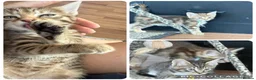 Norwegian Forest Cat cats for sale: 3 stunning half Norwegian kittens left - Advert 2