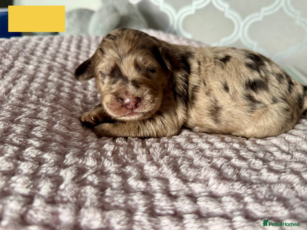 Labradoodle dogs for sale: Adorable Miniature Labradoodles  - Image 7