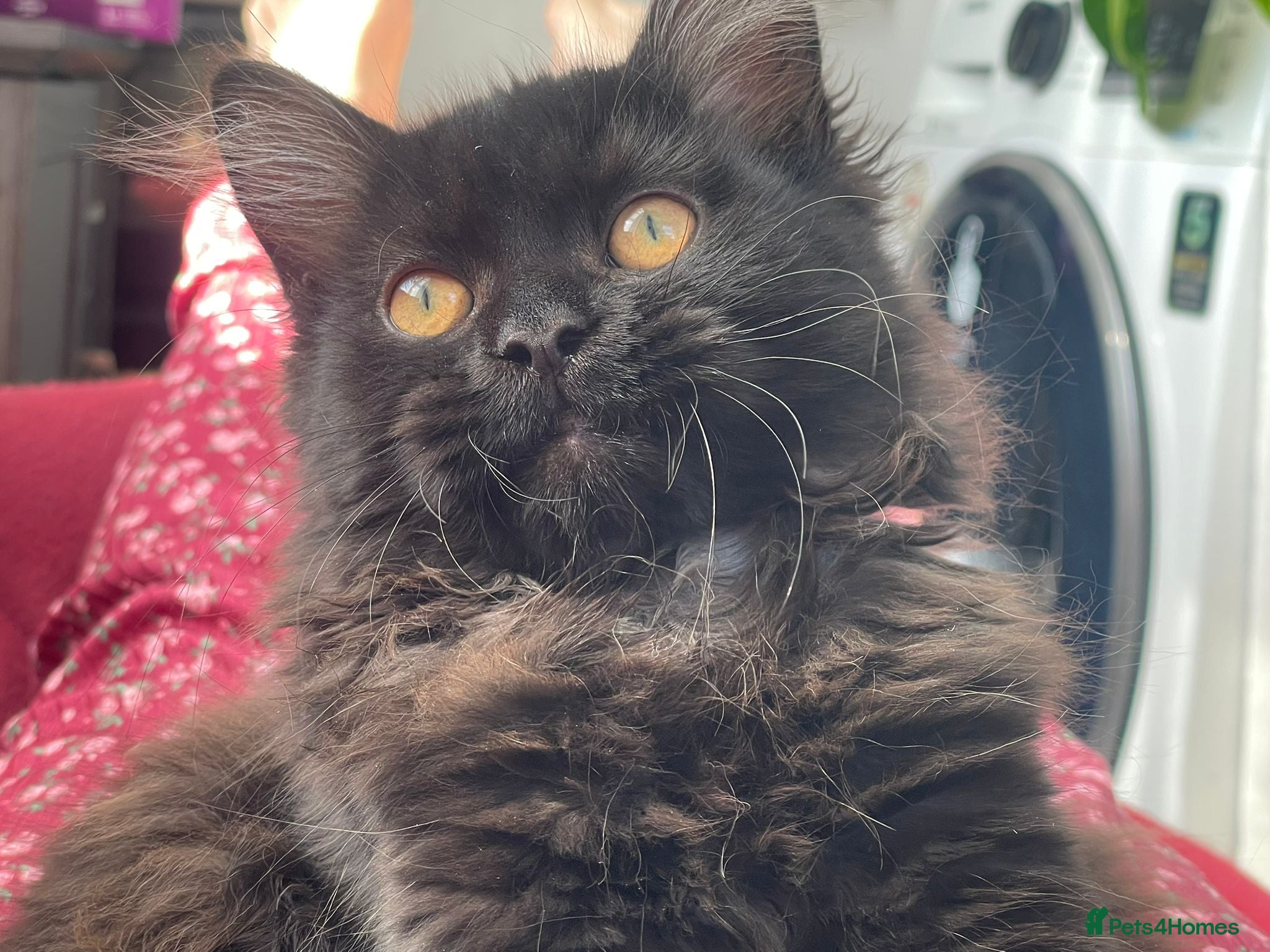 Mixed Breed cats for sale:  Persian kitten Reduced  - Advert 10