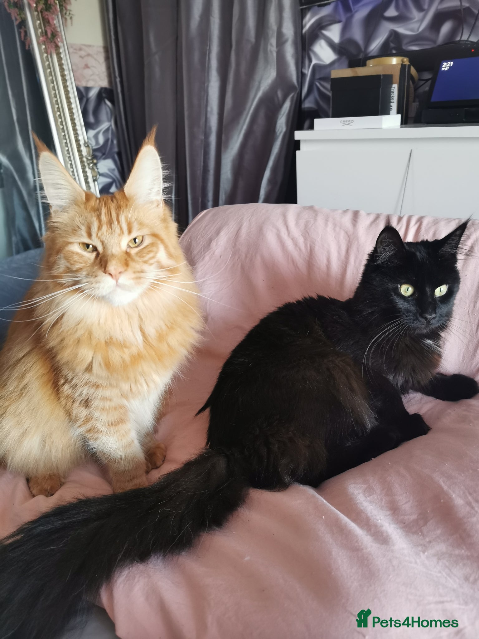 Maine Coon cats 2 females aged 2yrs - Advert 1