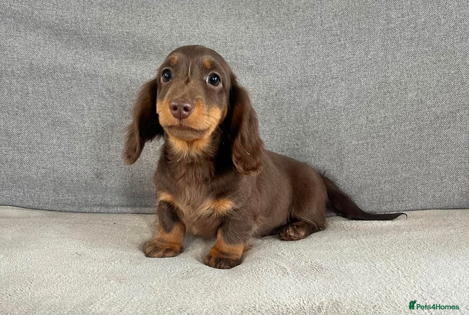 Dachshund dogs LAST BOY READY TO LEAVE £1100 - Advert 14