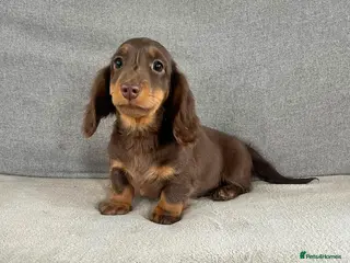 Dachshund dogs LAST BOY( READY )FULLY VACCINATED £1050 - Advert 3