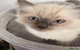 Ragdoll cats for sale: Adorable Ragdoll baby’s  - Image 12