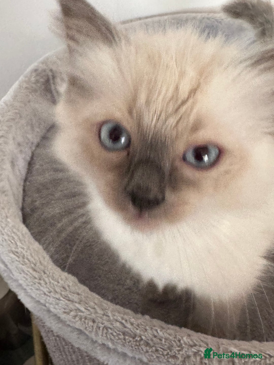 Ragdoll cats for sale: Adorable Ragdoll baby’s  - Image 12