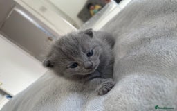 British Shorthair cats for sale: British Shorthair Kittens, 5 weeks free Insurance - Image 17