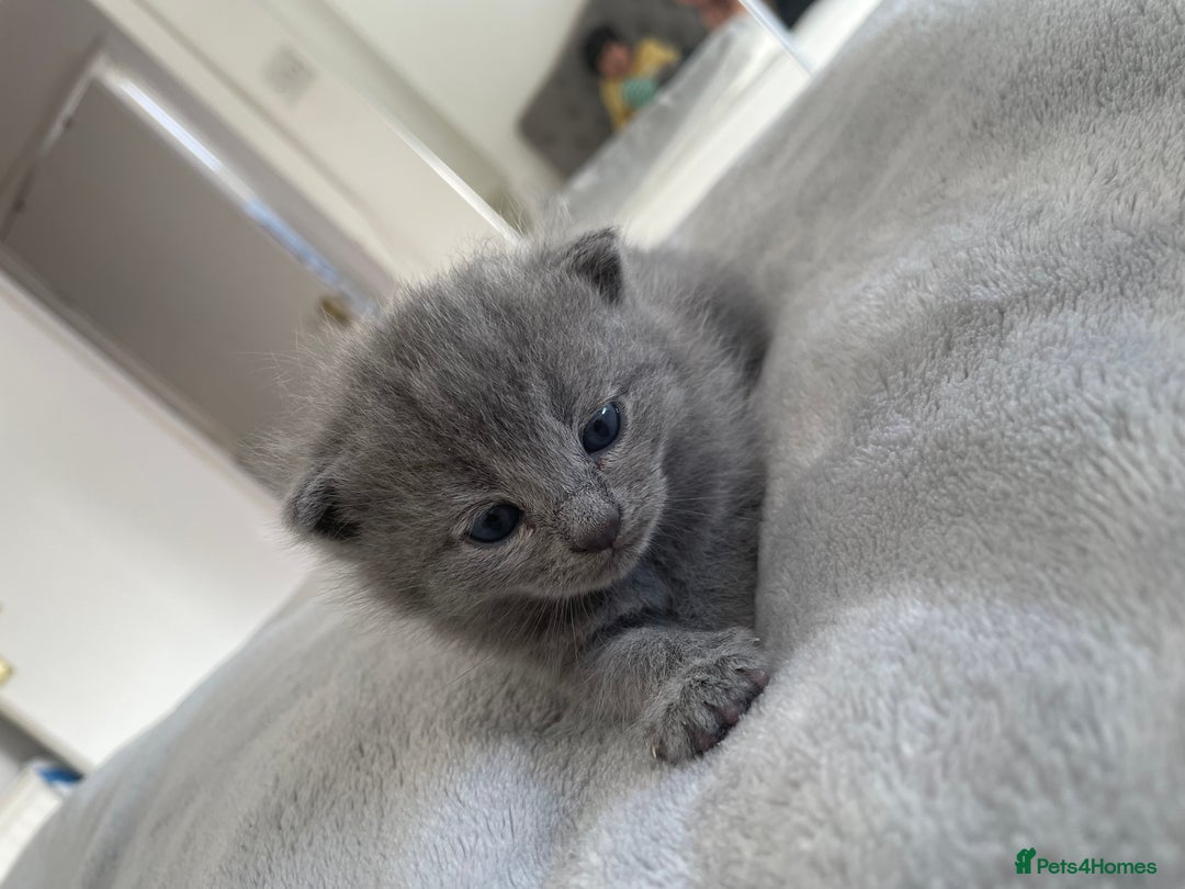British Shorthair cats for sale: British Shorthair Kittens, 5 weeks free Insurance - Image 17