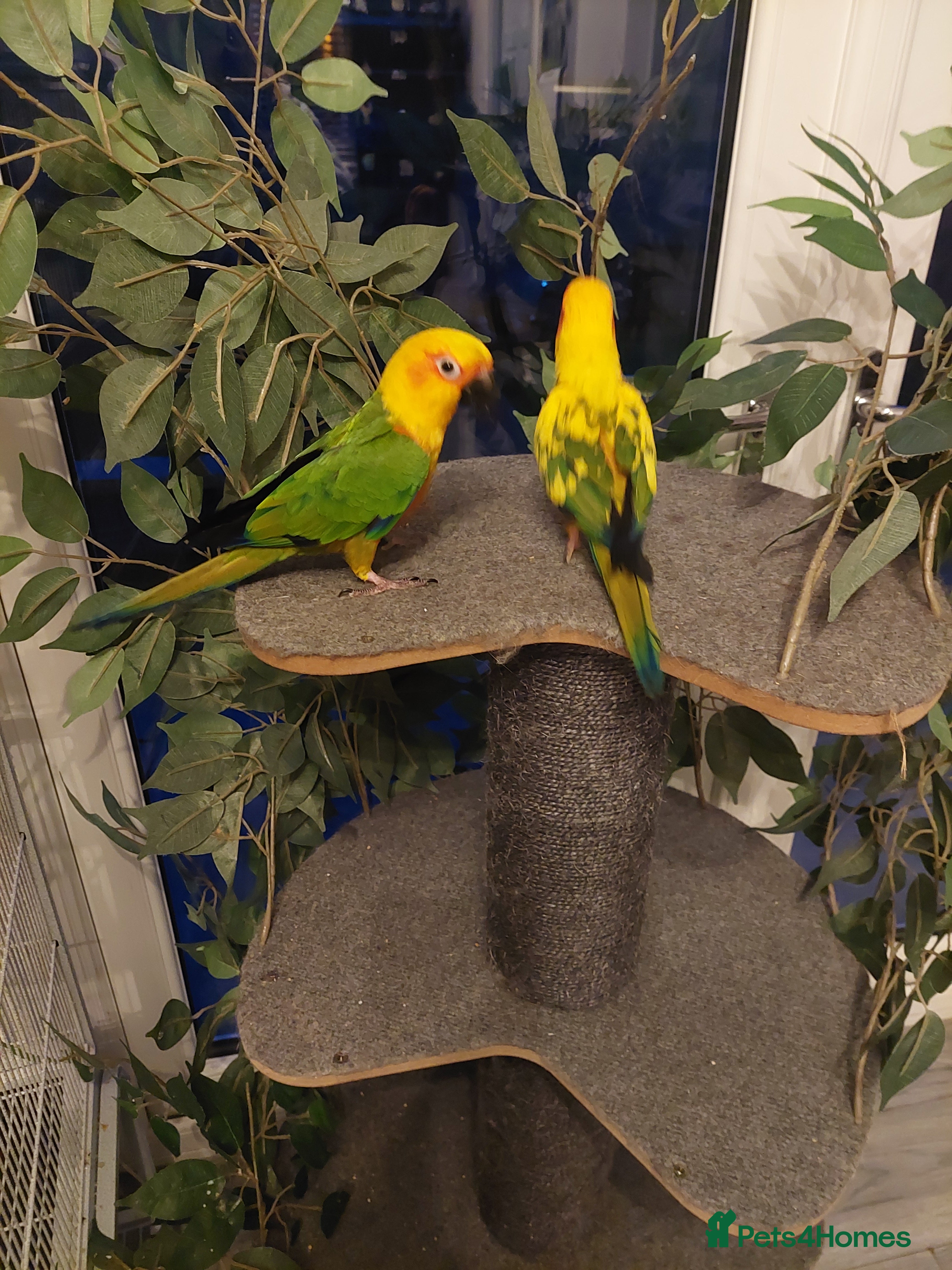 Conures birds Jenday conure - Advert 2