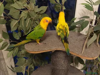 Conures birds Jenday conure - Advert 2