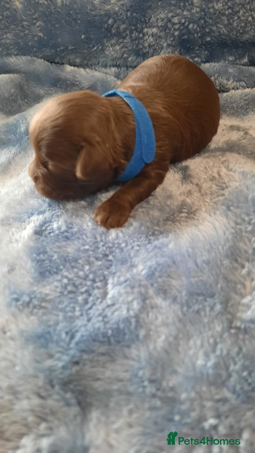 Shihpoo dogs for sale: Chocolate Toy Shipoo pups - Image 5
