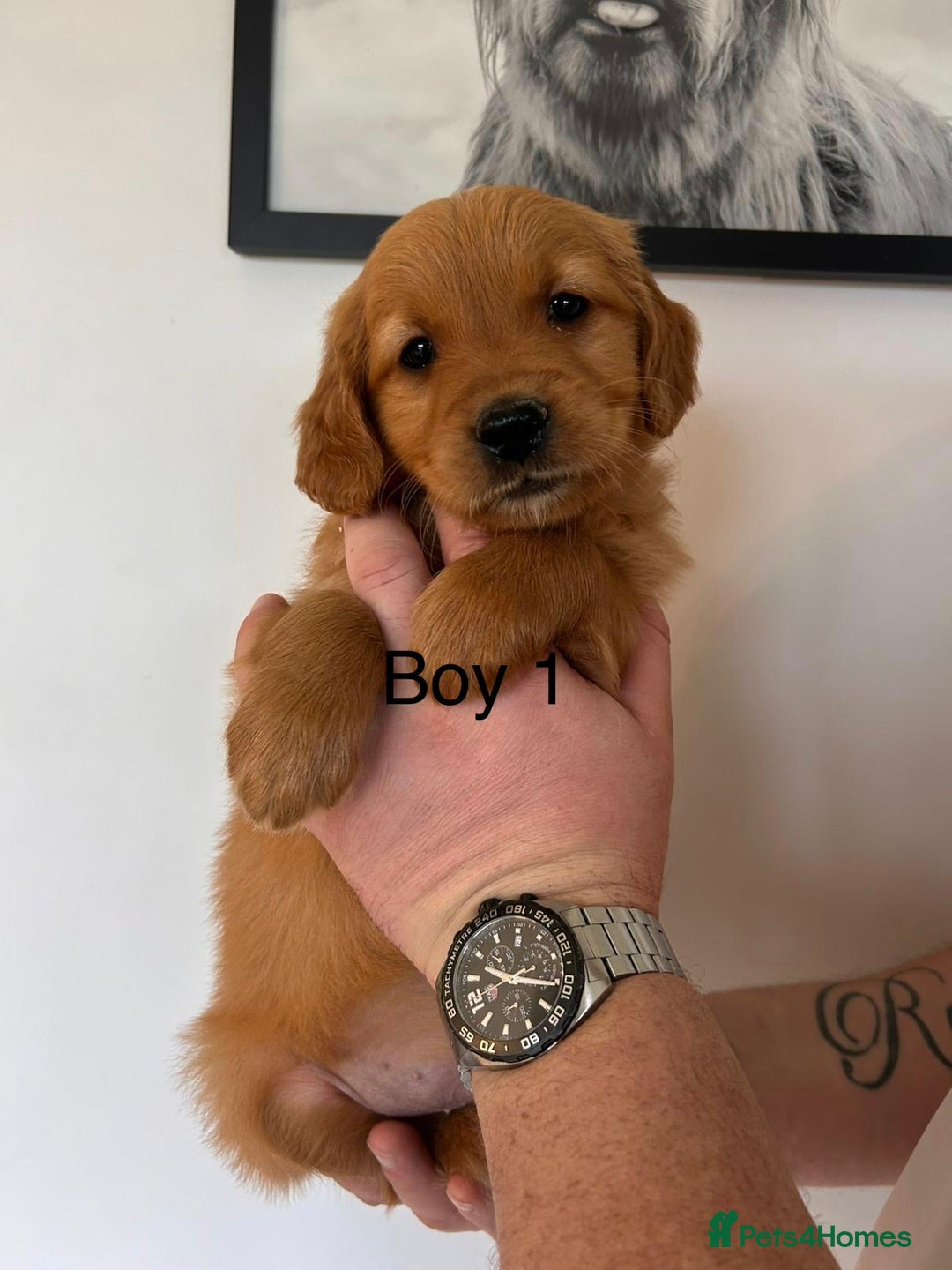 Golden Retriever dogs for sale: Dark Working Golden Retriever puppies - Advert 1