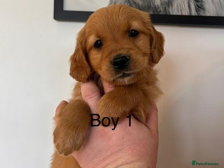 Golden Retriever dogs Dark Working Golden Retriever puppies - Advert 13