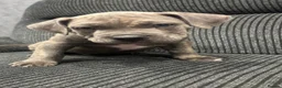 Cane Corso dogs for sale: Pocket bully x Cane Corso - Advert 4