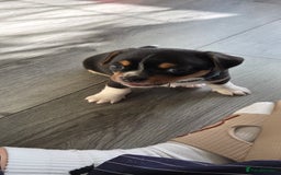 Mixed Breed dogs for sale: Adorable F1b Bullhuahua puppies - Image 14