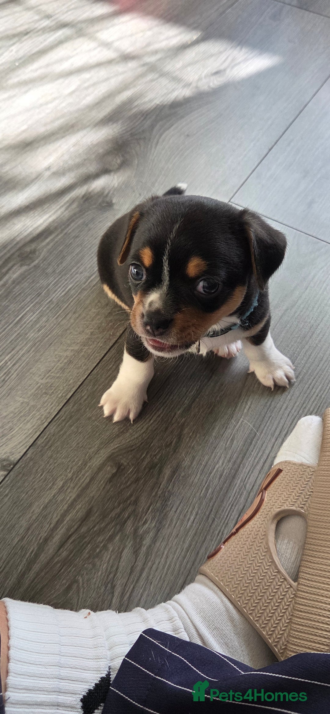 Mixed Breed dogs for sale: Adorable F1b Bullhuahua puppies - Image 14