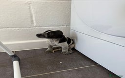 Mixed Breed dogs for sale: 6 beautiful jack russle cross cocker spaniels  - Image 19