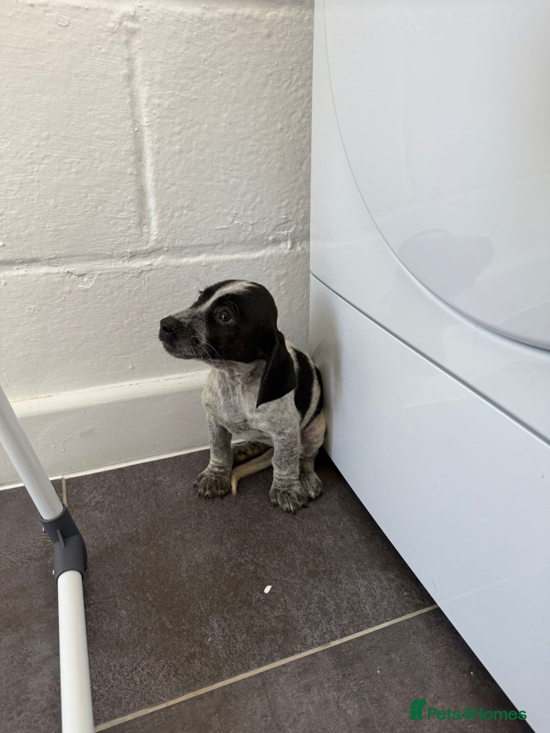 Mixed Breed dogs for sale: 6 beautiful jack russle cross cocker spaniels  - Image 19