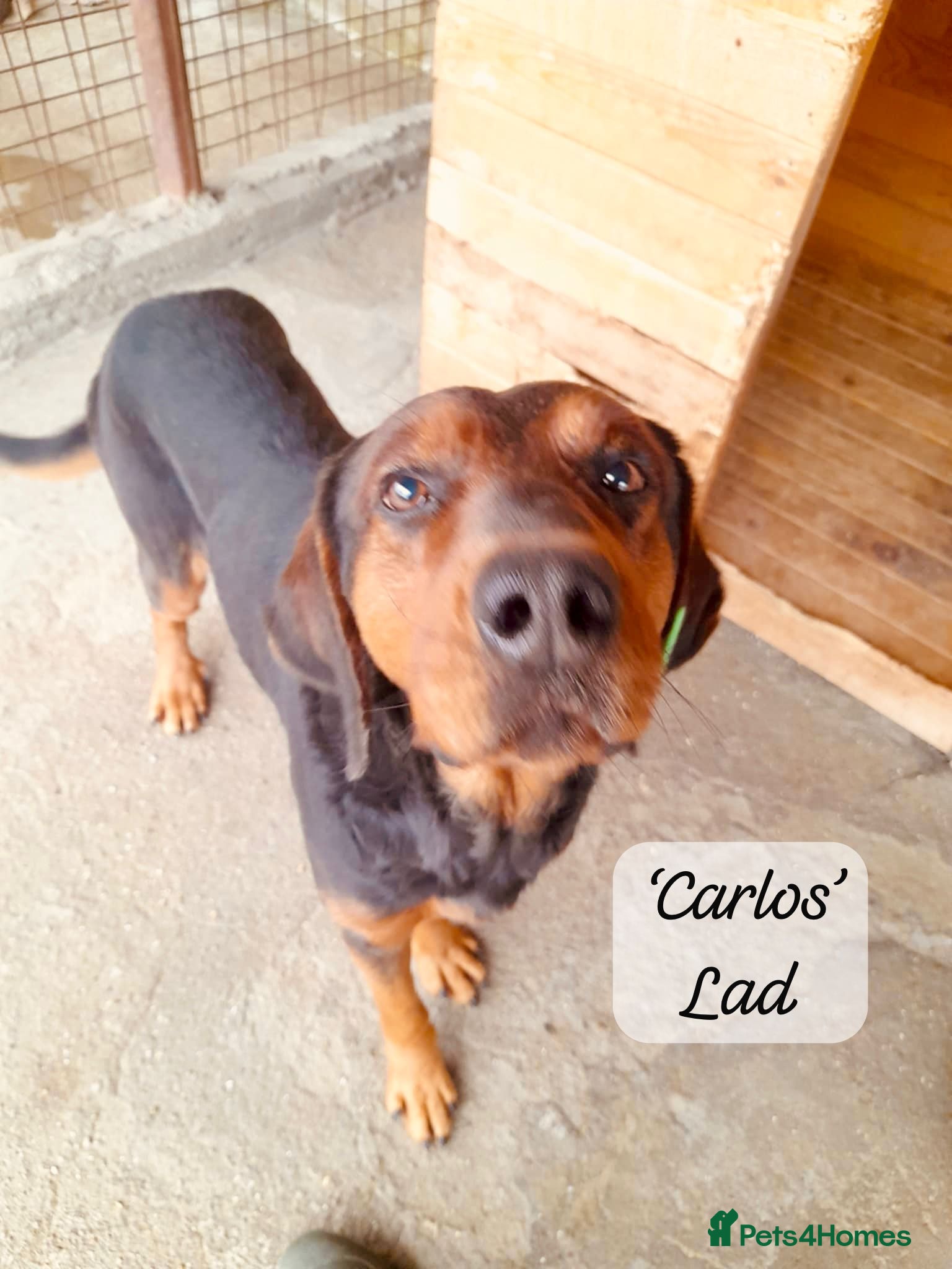 Mixed Breed dogs Carlos, 7-8 years old. Available for adoption. - Advert 1