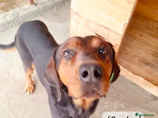 Mixed Breed dogs Carlos, 7-8 years old. Available for adoption. - Advert 1