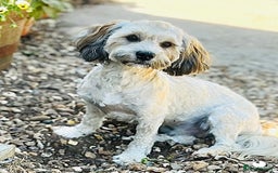 Shih Tzu dogs for sale: 🌟OUTSTANDING MALSHIPOO LITTER🌟Ready from 4/10/25 - Image 17