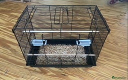 Canaries birds for sale: Two Beautiful Healthy Baby Canaries - Image 4