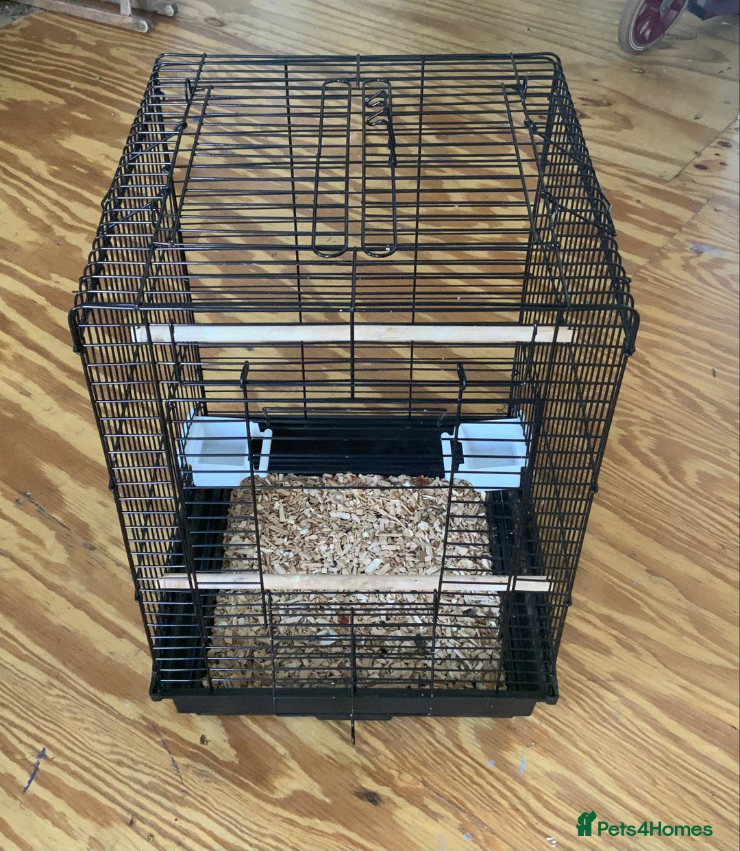 Canaries birds for sale: Two Beautiful Healthy Baby Canaries - Image 4