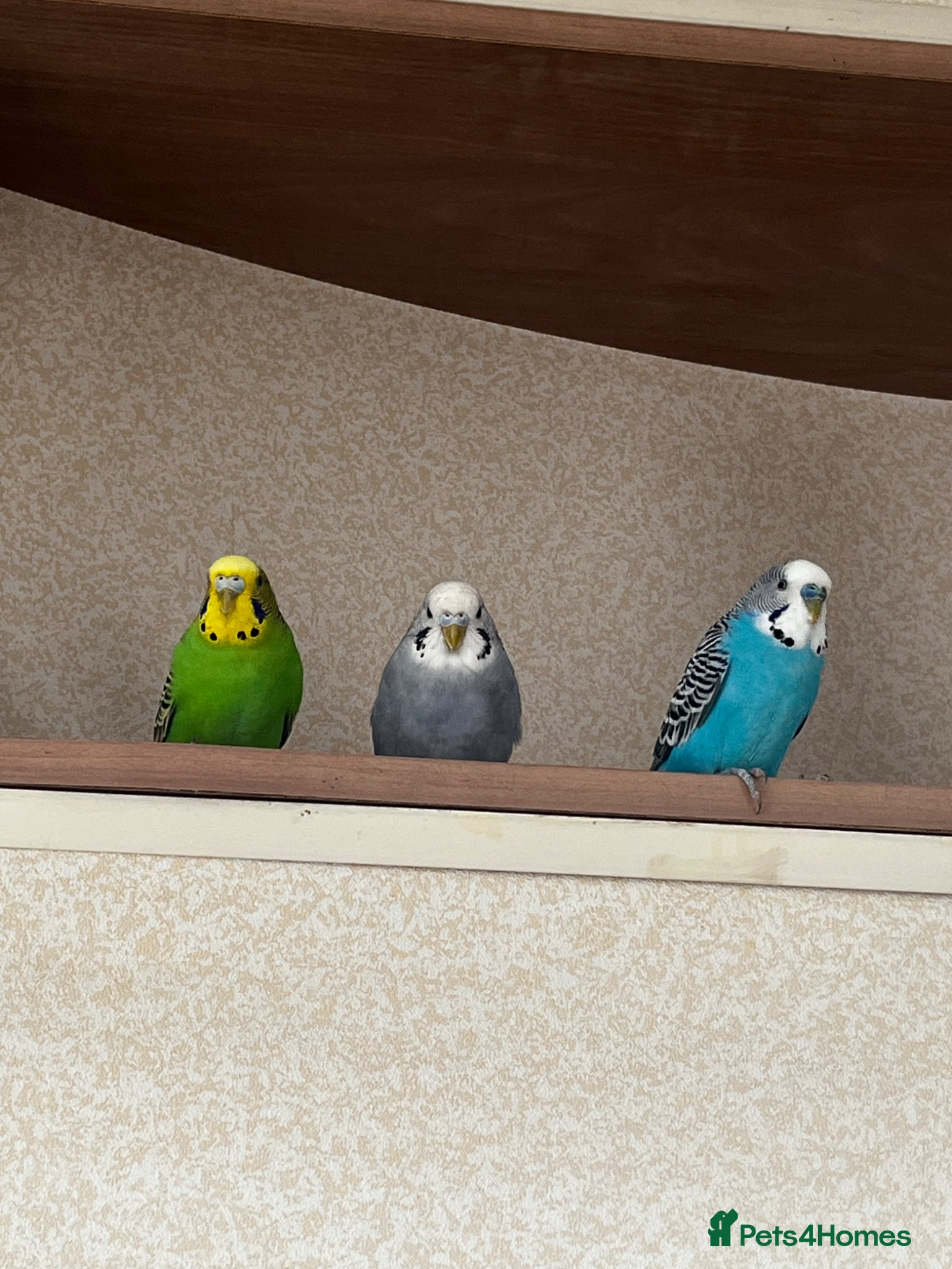 Budgerigars birds 3 Budgies for sale - Advert 3