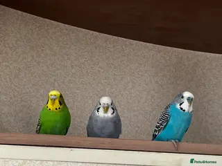 Budgerigars birds 3 Budgies for sale - Advert 3